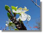 Flors_094.jpg