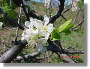 Flors_095.jpg