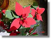 Flors_097.jpg