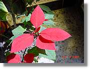 Flors_098.jpg