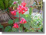Flors_099.jpg
