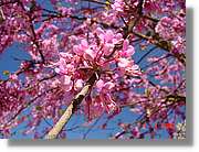 Flors_103.jpg
