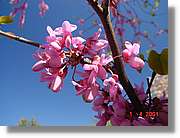 Flors_110.jpg