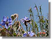 Flors_112.jpg
