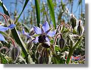 Flors_114.jpg
