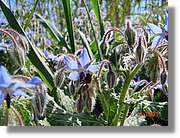 Flors_115.jpg