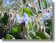 Flors_116.jpg