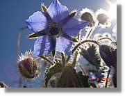 Flors_117.jpg
