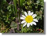 Flors_118.jpg