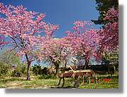Flors_120.jpg