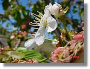 Flors_122.jpg