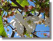 Flors_124.jpg