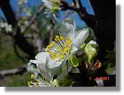 Flors_126.jpg