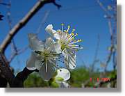 Flors_127.jpg