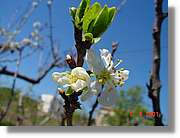 Flors_128.jpg