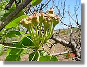 Flors_130.jpg