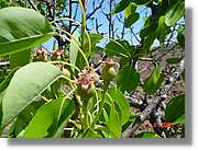 Flors_131.jpg