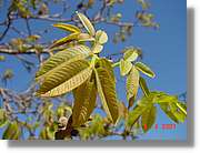Flors_132.jpg