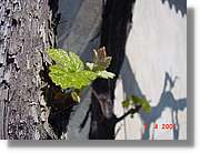 Flors_134.jpg