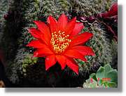 Flors_138.jpg