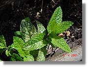 Flors_139.jpg