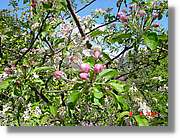 Flors_143.jpg
