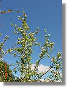 Flors_144.jpg