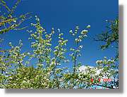 Flors_145.jpg