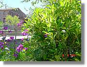 Flors_148.jpg