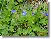 Flors_149.jpg