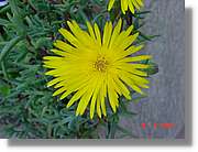 Flors_157.jpg