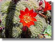 Flors_172.jpg