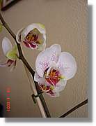 Flors_175.jpg