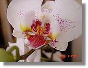 Flors_179.jpg