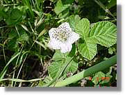 Flors_187.jpg