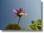 Flors_201.jpg