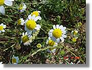 Flors_202.jpg