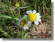 Flors_203.jpg