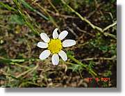 Flors_204.jpg