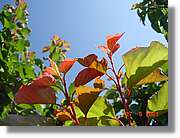 Flors_205.jpg