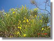 Flors_206.jpg