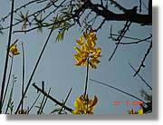 Flors_207.jpg