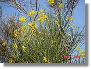 Flors_208.jpg