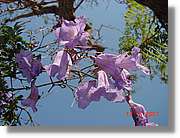 Flors_209.jpg
