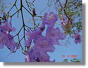 Flors_210.jpg