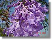 Flors_211.jpg