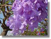 Flors_212.jpg
