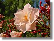 Flors_213.jpg