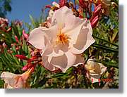 Flors_214.jpg