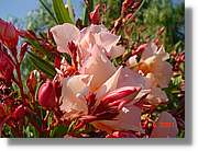 Flors_215.jpg